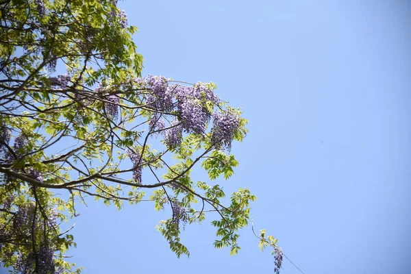 Wisteria Brachybotrys Flowers Fabaceae Deciduous Vine Tree Endemic Japan Grows — Stock Photo, Image