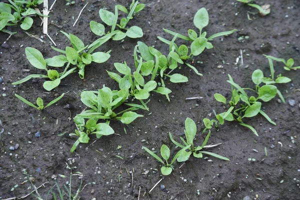 Καλλιέργεια Σπανάκι Στον Λαχανόκηπο Ανάπτυξη Και Συγκομιδή Σπορά Της Άνοιξης — Φωτογραφία Αρχείου