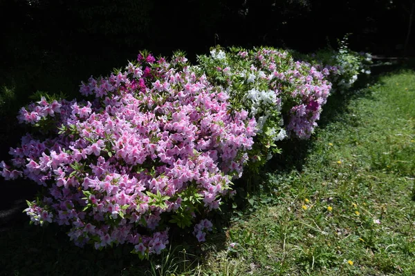 Azalea (Rhododendron) çiçekleri. Ericaceae her daim yeşil çalı. Huni biçimli çiçekler Nisan 'dan Mayıs' a kadar dalların uçlarına bağlıdır..