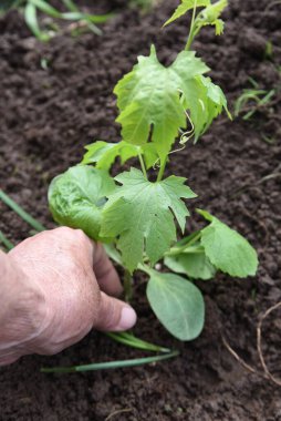 Sebze bahçesinde kavun (Goya) yetiştirmek. Tohum ekme işi.