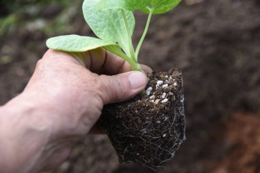 Sebze bahçesinde kavun (Goya) yetiştirmek. Tohum ekme işi.