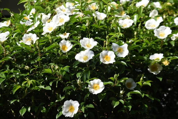 Cherokee Rose Rosa Laevigata Flowers Rosaceae Evergreen Vine Shrub Five — Stock Photo, Image