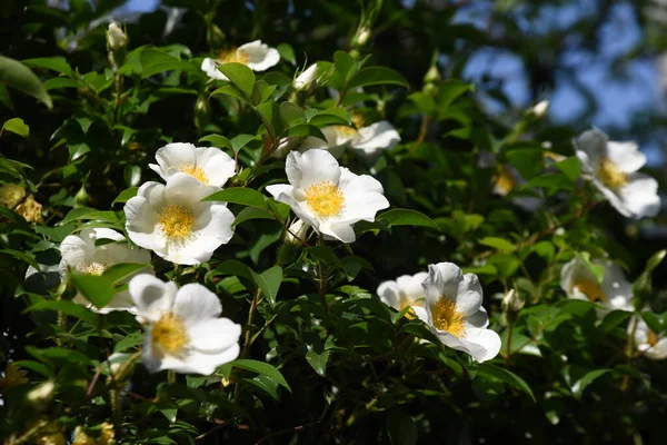 Cherokee Róża Rosa Laevigata Kwiaty Rosaceae Wiecznie Zielony Krzew Winorośli — Zdjęcie stockowe