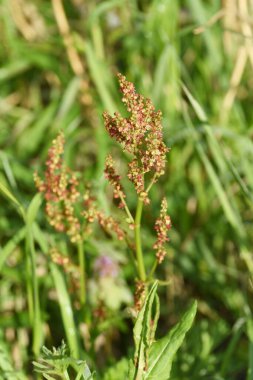 Kuş çiçekleri. Polygonaceae pernnial bitkileri. Çiçek açma mevsimi Nisan 'dan Temmuz' a kadar. Vahşi bir sebzedir ve tıbbi amaçlar için kullanılabilir..