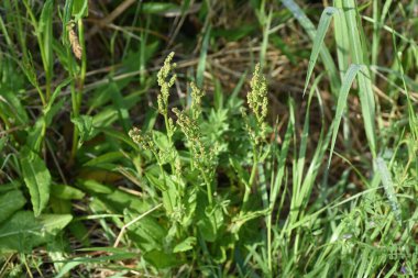 Kuş çiçekleri. Polygonaceae pernnial bitkileri. Çiçek açma mevsimi Nisan 'dan Temmuz' a kadar. Vahşi bir sebzedir ve tıbbi amaçlar için kullanılabilir..