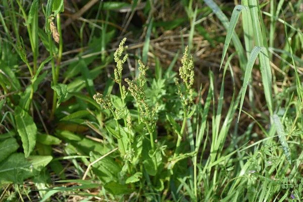 Соррел Цветы Polygonaceae Pernnial Plants Цветочный Сезон Длится Апреля Июль — стоковое фото