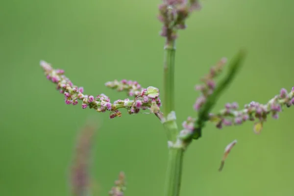 Flores Azeda Polygonaceae Plantas Perniais Estação Floração Abril Julho Vegetal — Fotografia de Stock