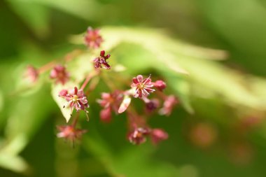 Japon akçaağaç çiçekleri ve samara. İlkbaharda çiçekler açtıktan sonra pervane şeklindeki samaraya bağlanırlar ve rüzgarda süzülüp filizlenirler..
