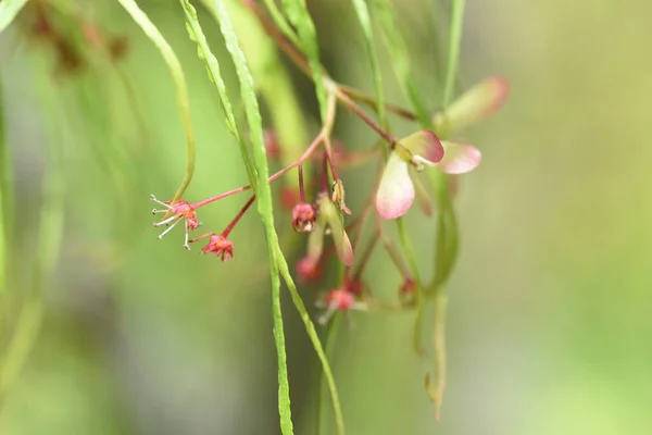 Japanese Maple Flowers Samara Flowers Bloom Spring Attach Propeller Shaped — Stock Photo, Image