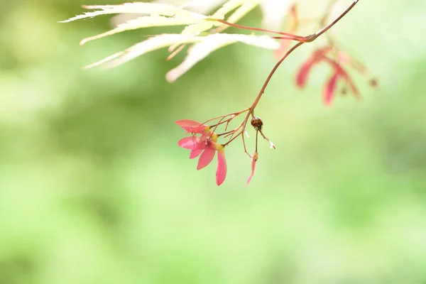 Japanische Ahornblüten Und Samara Nachdem Die Blumen Frühling Blühen Befestigen — Stockfoto