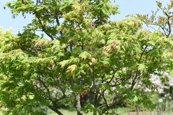 Japanese Maple Flowers Samara Flowers Bloom Spring Attach Propeller Shaped — Fotografia de Stock