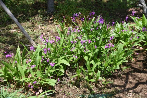 Urn Orchid Bletilla Striata Flowers Orchidaceae Pernnial Plants Purple Red — ストック写真
