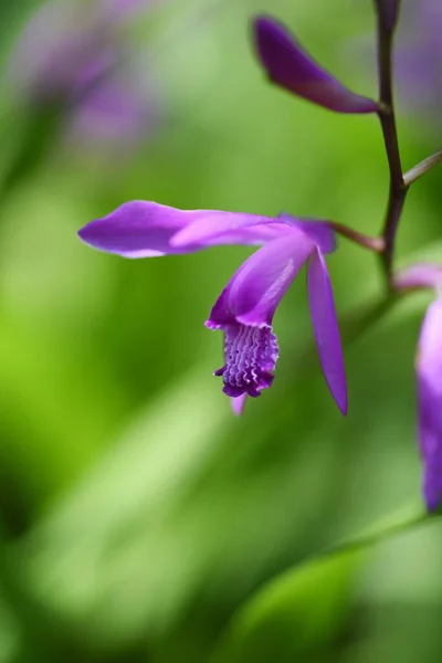 Urn Orchid Bletilla Striata Flowers Orchidaceae Pernnial Plants Purple Red — Foto de Stock