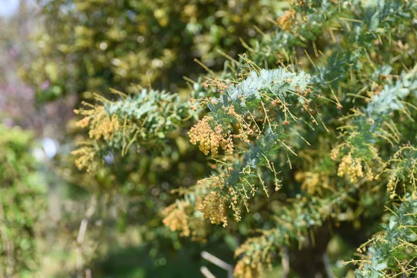 Cootamundra Wattle Acacia Baileyana Flowers Seedpods Flowering Season February March — Fotografia de Stock