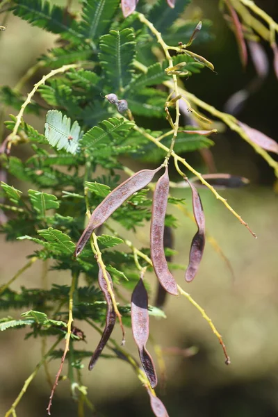 Cotamundra Wattle アカシア バジェヤナ 花や種子の後 開花期は2月から3月で 開花後にマメ科植物に複数の種子があります — ストック写真