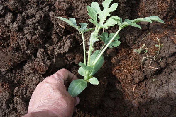 西瓜种植在蔬菜园里 当作为伴生植物种植绿色洋葱时 由于混合种植的效果 害虫控制 疾病预防和生长促进是可以预期的 — 图库照片