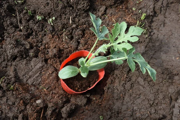 Watermelon planting in the vegetable garden. When green onions are planted as a companion plant, pest control, disease prevention and growth promotion can be expected due to the mixed planting effect.