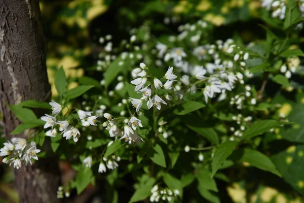 İnce Deutzia (Deutzia gracilis) tomurcukları ve çiçekleri. Ortanca yaprak döken çalı. Japonya 'ya salgın hastalık. Mayıs 'tan Haziran' a kadar beyaz çiçekler yoğun bir şekilde aşağıya bağlanır..