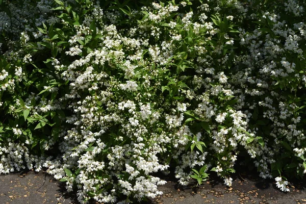 スレンダーなドイツ ドイツ語Gracilis の芽と花 アジサイ科の落葉低木 日本への流行 5月6月に 白い小花が密集して下向きに付きます — ストック写真