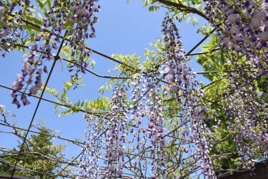 Bahar mevsiminde bir Japon parkındaki Wisteria Sarmaşığı manzarası.