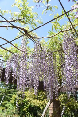 Bahar mevsiminde bir Japon parkındaki Wisteria Sarmaşığı manzarası.
