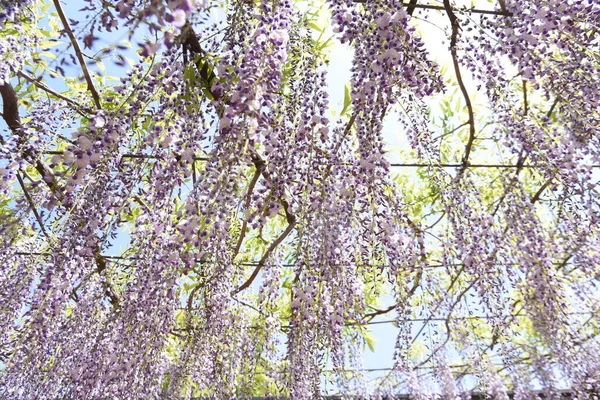 Pohled Wisteria Trellis Japonském Parku Jarní Sezóně — Stock fotografie