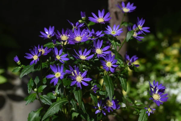 Aster Savatieri Virágok Asteraceae Évelő Növények Virágzási Időszak Áprilistól Júniusig — Stock Fotó