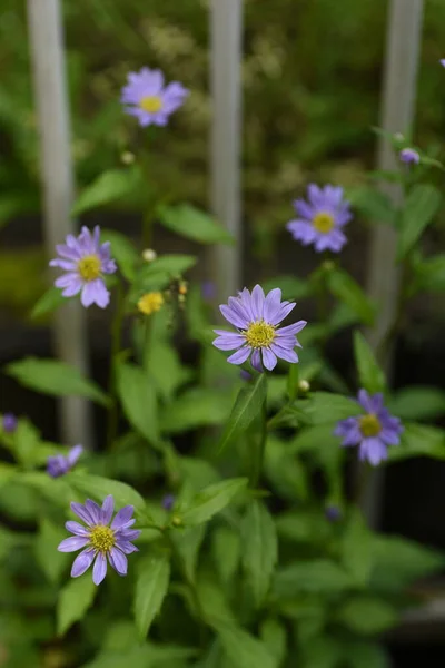 Aster Savatieri Çiçekleri Asteraceae Daimi Bitkileri Çiçek Açma Mevsimi Nisan — Stok fotoğraf