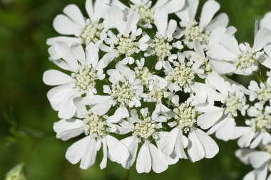 Orlaya görkemli 'Beyaz Lace' çiçekleri. Apiaceae her daim yeşil olan bitkiler. Çiçek açma mevsimi Nisan 'dan Temmuz' a kadardır..
