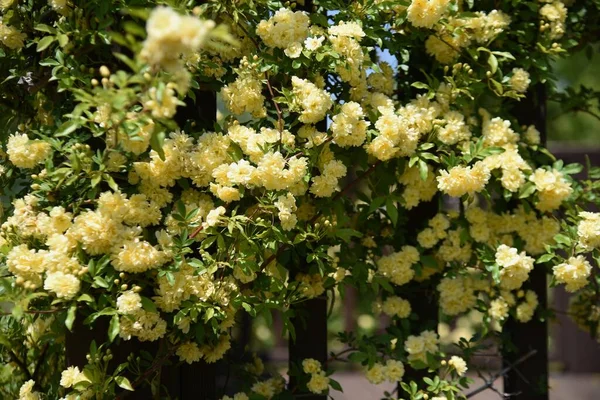 Banksia Rose Flowers Rosaceae Evergreen Vine Shrub Pale Yellow Double — Stock Photo, Image