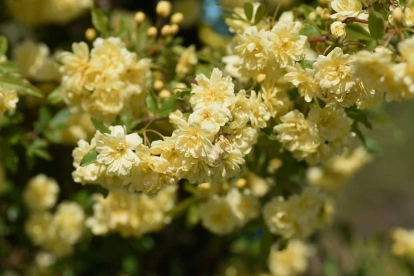 Banksia gül çiçekleri. Rosaceae daima yeşil asma çalısı. Soluk sarı çifte çiçekler nisandan mayısa kadar açar. Dallarında hiç diken yok ve bahçe kemerleri ve çitleri için kullanılıyor..