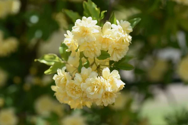 Banksia Rose Flowers Rosaceae Evergreen Vine Shrub Pale Yellow Double — Stock Photo, Image