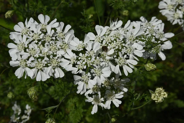 Orlaya Grandiflora White Lace Flowers Apiaceae Evergreen Perennial Plants Flowering —  Fotos de Stock