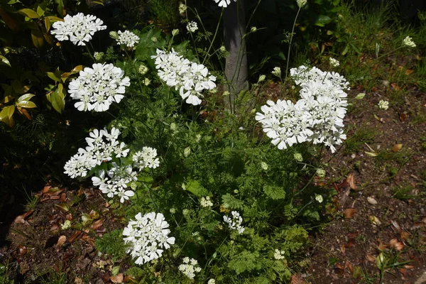 Orlaya görkemli 'Beyaz Lace' çiçekleri. Apiaceae her daim yeşil olan bitkiler. Çiçek açma mevsimi Nisan 'dan Temmuz' a kadardır..