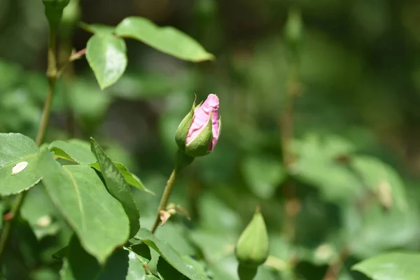 Rose Buds Rosaceae Deciduous Shrub Queen Flowers Flowering Season April — Photo