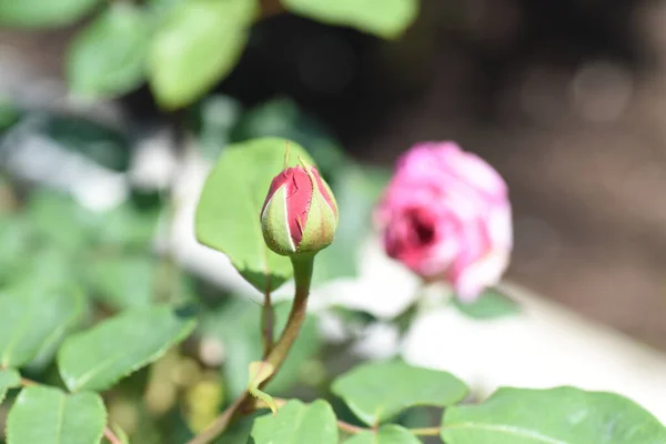 玫瑰花蕾 蔷薇科落叶灌木 花季为四月至十一月 — 图库照片