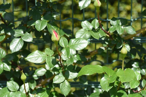 Rose Buds Rosaceae Deciduous Shrub Queen Flowers Flowering Season April — Fotografia de Stock