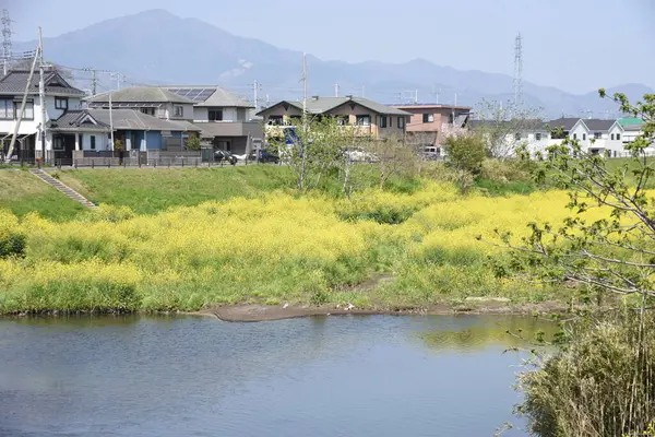 Canola Flores Plena Floração Uma Vista Córrego Mola Japão — Fotografia de Stock