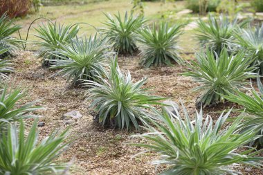 Echium Wildpretii (Mücevher Kulesi). Büyüme rekoru. Boraginaceae bienal bitkileri. İspanya, Kanarya Adaları 'na özgü. Mayıs 'tan Haziran' a kadar küçük kırmızı çiçekler açar..