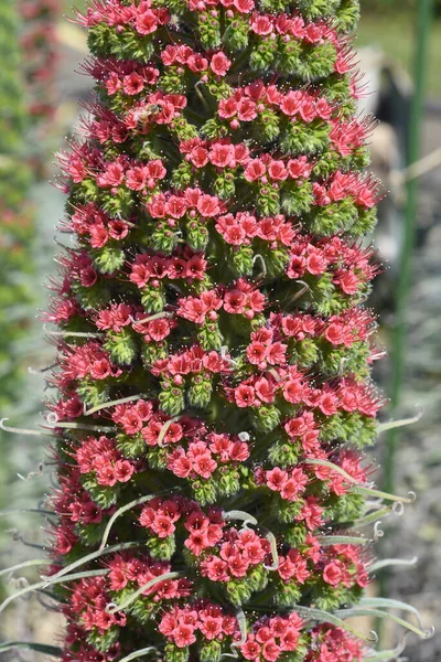 Echium wildpretii (Tower of Jewels). Its growth record. Boraginaceae biennial plants. Native to the Canary Islands, Spain. Small red flowers bloom in a spiral from May to June.