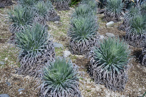 Echium Wildpretii (Mücevher Kulesi). Büyüme rekoru. Boraginaceae bienal bitkileri. İspanya, Kanarya Adaları 'na özgü. Mayıs 'tan Haziran' a kadar küçük kırmızı çiçekler açar..