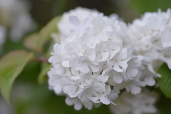 Japanese Snowball Blossoms Adoxaceae Deciduous Shrub Many White Ornamental Flowers — Foto Stock