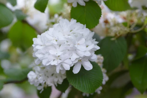 Japanese Snowball Blossoms Adoxaceae Deciduous Shrub Many White Ornamental Flowers — Stockfoto
