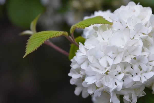 Japanese Snowball Blossoms Adoxaceae Deciduous Shrub Many White Ornamental Flowers — Stock Photo, Image