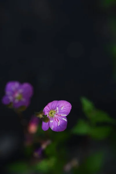 Rose Evening Priimrose Flowers Onagraceae Pernnial Plants Light Red Four — Stock Photo, Image