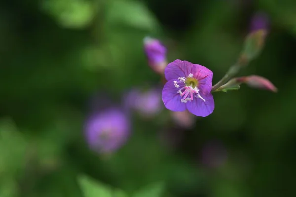 Rózsa Esténként Priimrose Virágok Onagraceae Pernial Növények Májustól Szeptemberig Világos — Stock Fotó