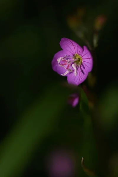 Rose Evening Priimrose Flowers Onagraceae Pernnial Plants Light Red Four —  Fotos de Stock