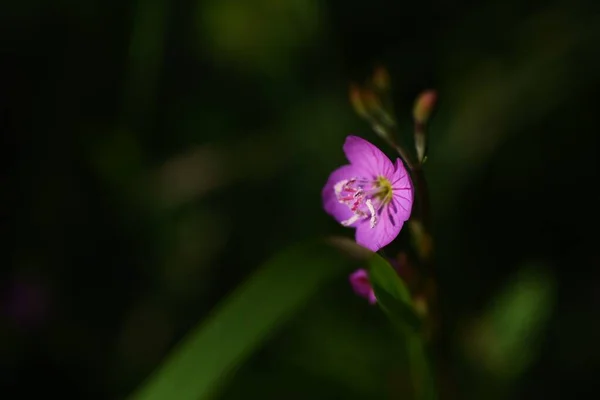 Rózsa Esténként Priimrose Virágok Onagraceae Pernial Növények Májustól Szeptemberig Világos — Stock Fotó