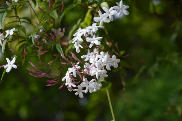 Pink Jasmine Flowers Oleaceae Semi Evergreen Vine Sweet Scented White — Stock Fotó