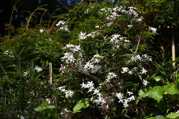 Rosa Jasminblüten Oleaceae Halbimmergrüne Weinrebe Die Süß Duftenden Weißen Fünfblättrigen — Stockfoto